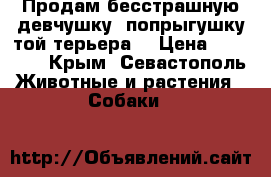 Продам бесстрашную девчушку- попрыгушку той терьера  › Цена ­ 15 000 - Крым, Севастополь Животные и растения » Собаки   